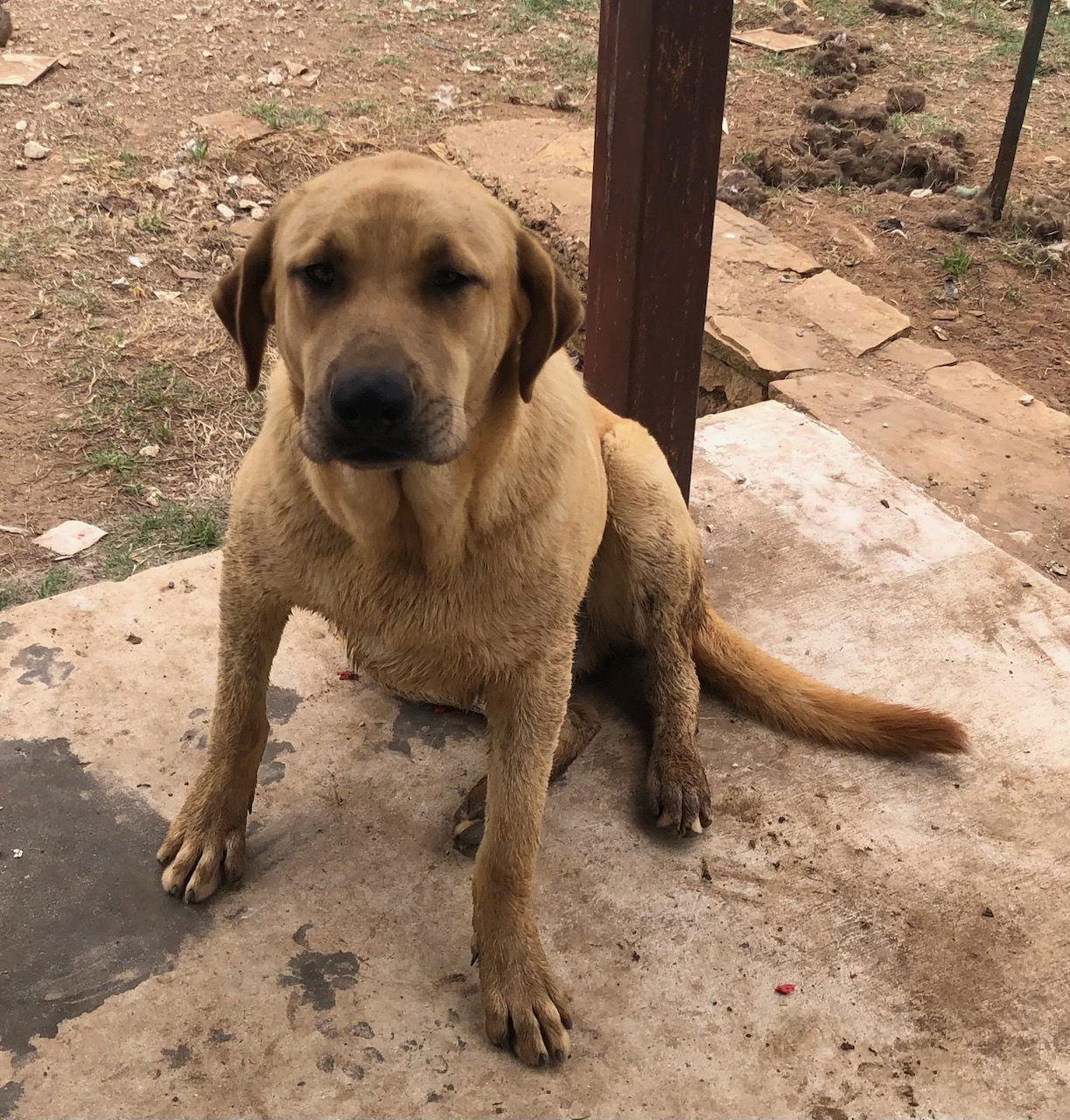 Enlarge JEFF, a Adoptable Labrador Retriever in San Antonio, TX image 2/2