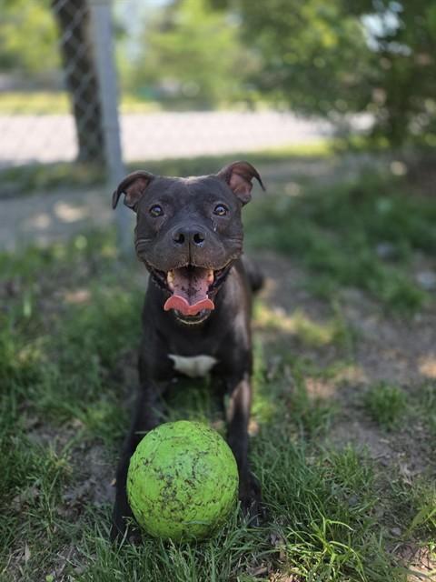 STAR, Adoptable, Adult Female American Bulldog & Staffordshire Bull Terrier.