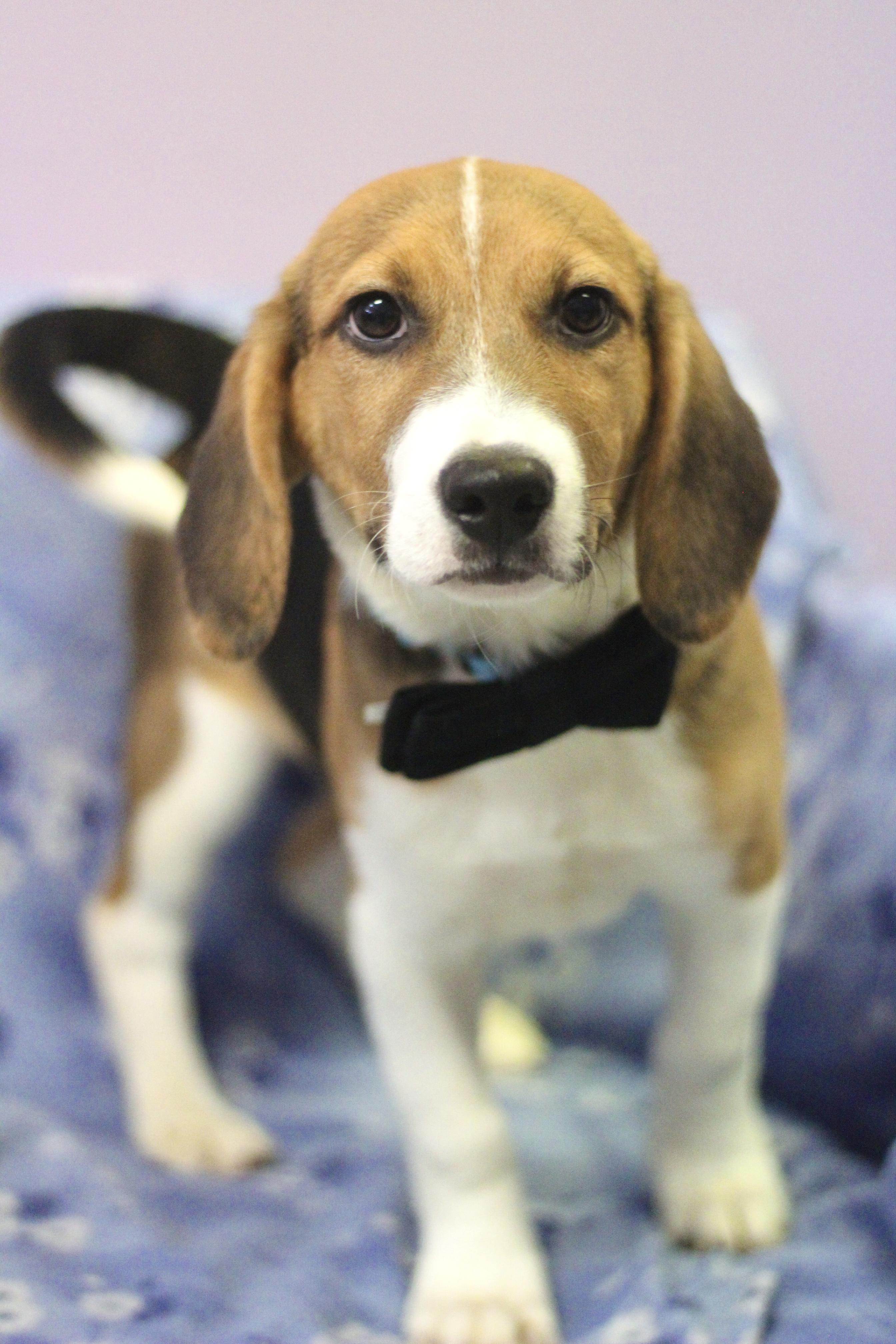 Enlarge Ronno in NH! Come Meet our Adoptable Dogs Wednesday-Saturday. More info in Bio!, an adopted mixed breed in Manchester, NH image 3/4