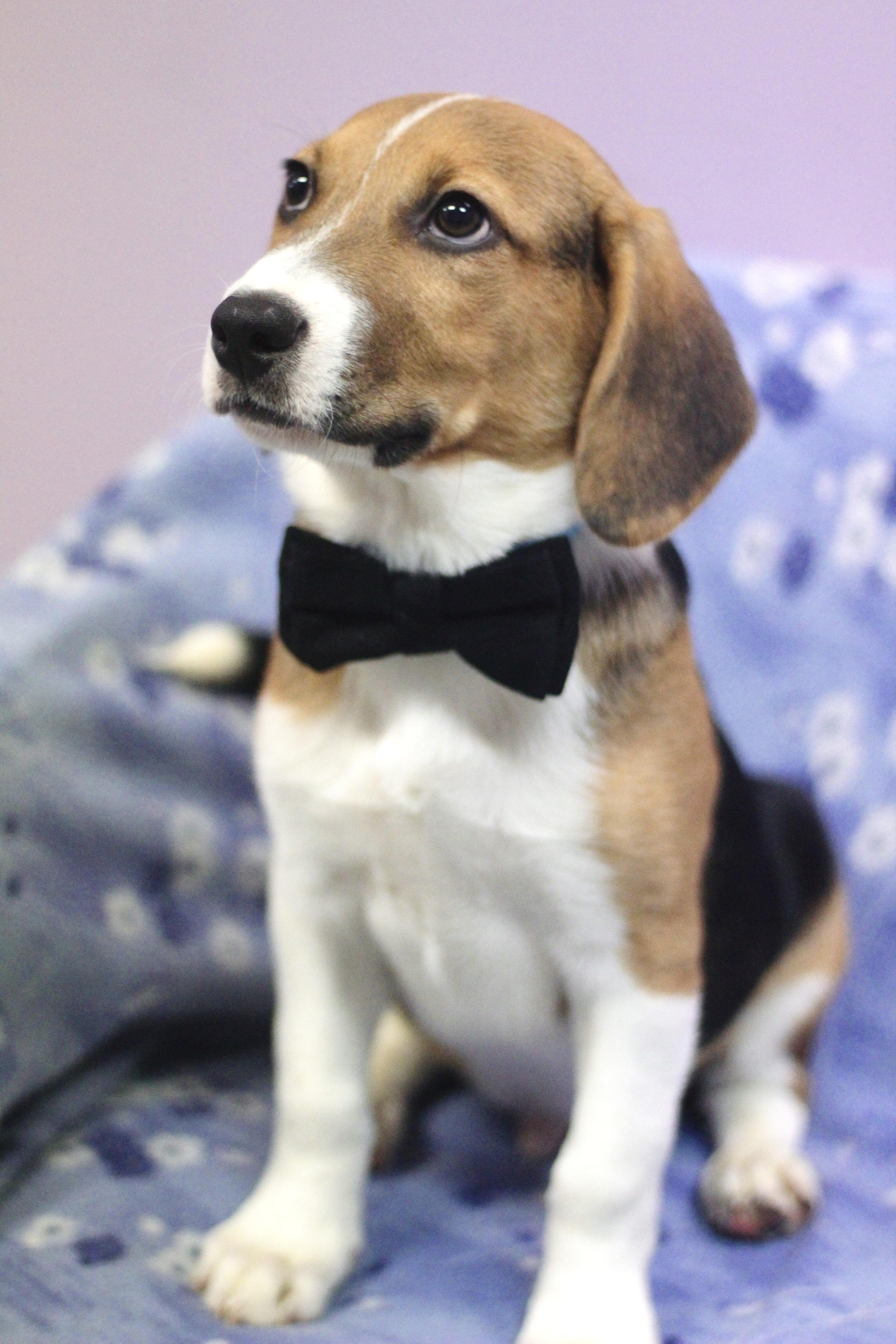 Enlarge Ronno in NH! Come Meet our Adoptable Dogs Wednesday-Saturday. More info in Bio!, an adopted mixed breed in Manchester, NH image 2/4