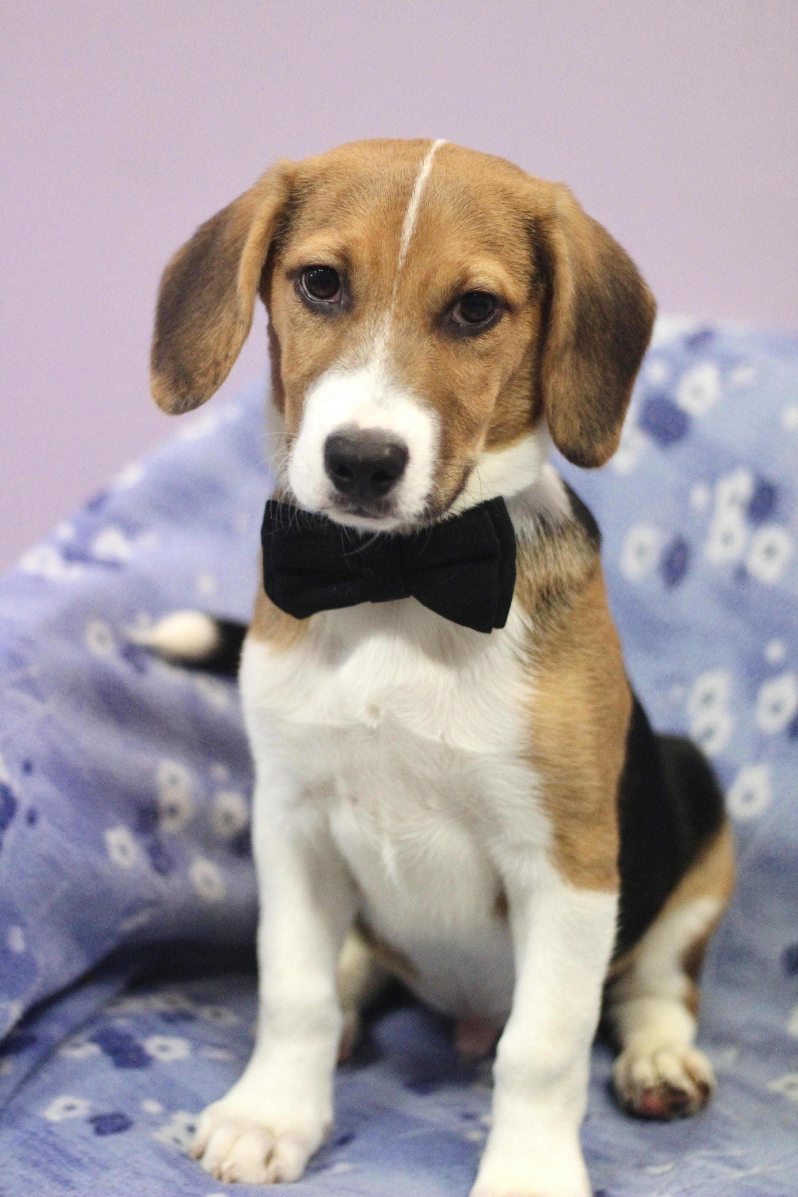 Enlarge Ronno in NH! Come Meet our Adoptable Dogs Wednesday-Saturday. More info in Bio!, an adopted mixed breed in Manchester, NH image 4/4