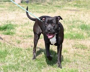 Enlarge DA 17 Meadow, a Adoptable Cane Corso in Glen Allen, VA image 1/3