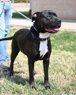 Enlarge DA 17 Meadow, a Adoptable Cane Corso in Glen Allen, VA image 3/3