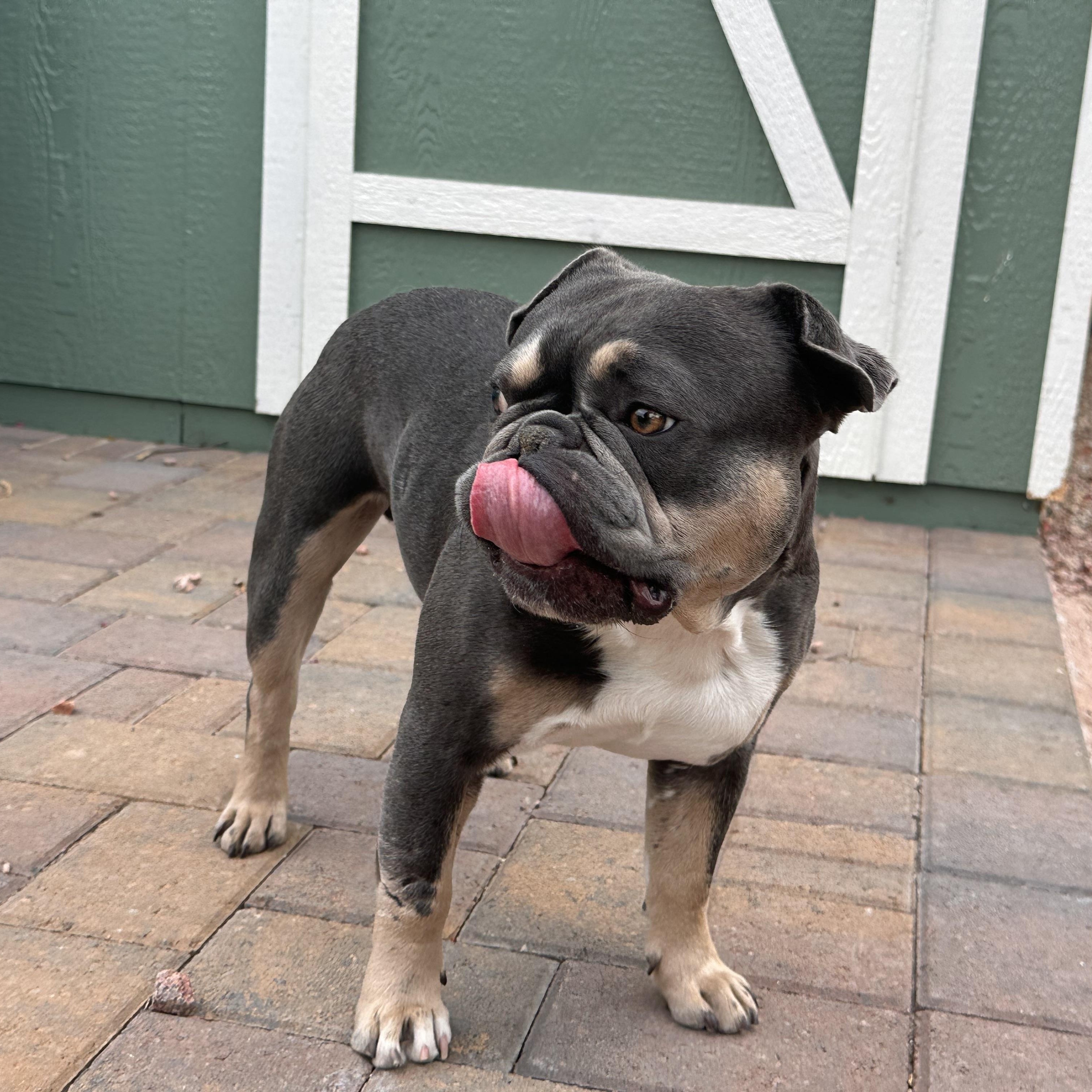 Mojo, Adoptable, Adult Male French Bulldog.
