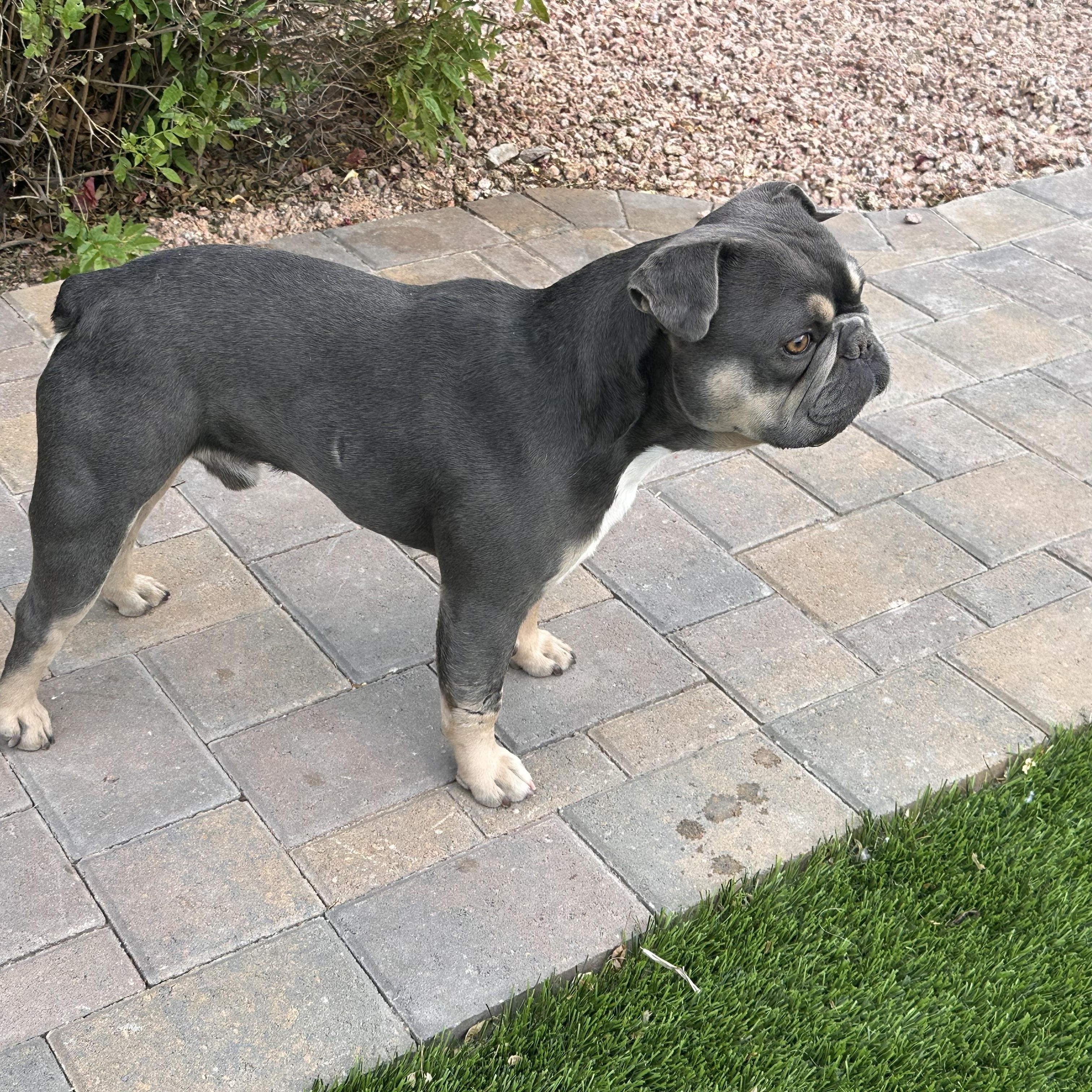 Enlarge Mojo, a Adoptable mixed breed in Phoenix, AZ image 3/3