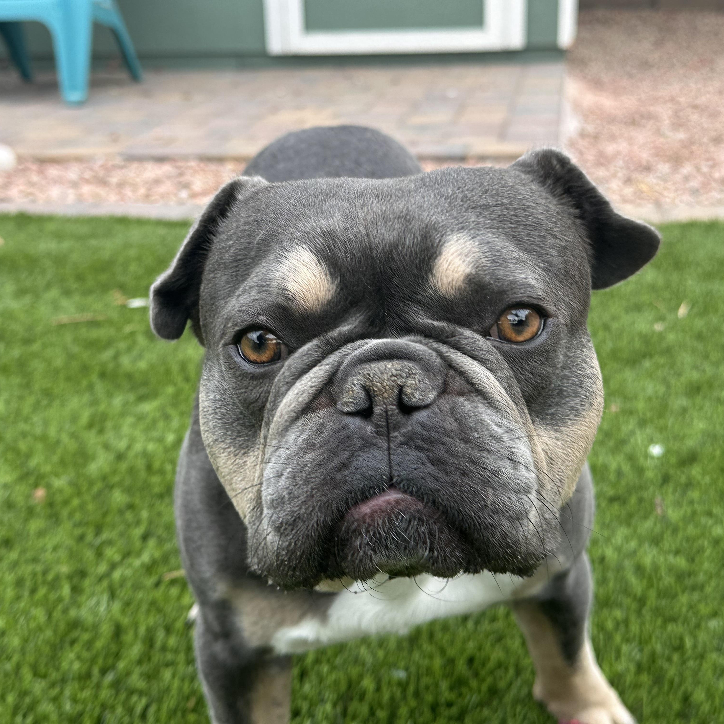 Enlarge Mojo, a Adoptable mixed breed in Phoenix, AZ image 2/3