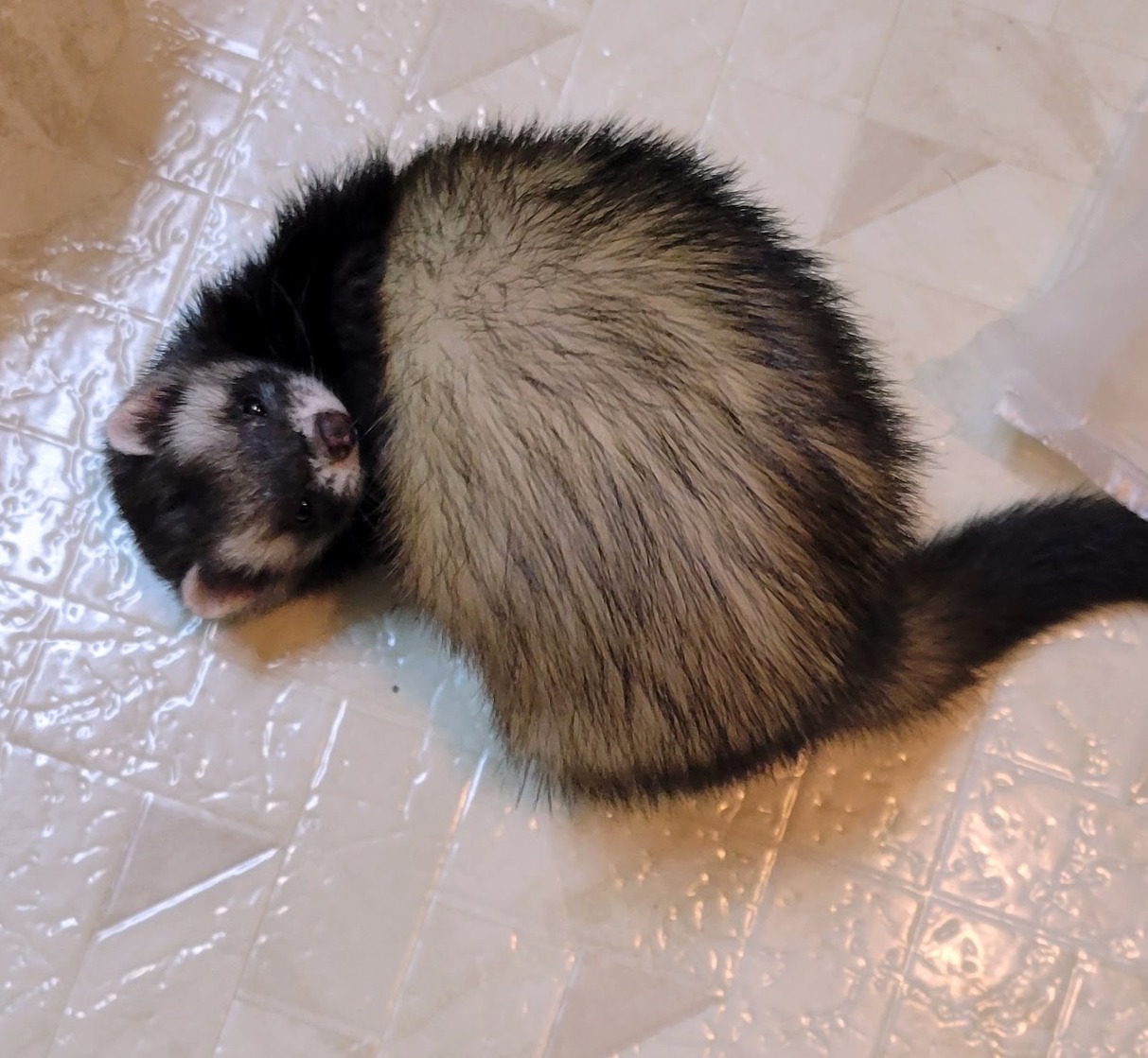 Ferret for adoption May, a Ferret in Acworth, GA Petfinder
