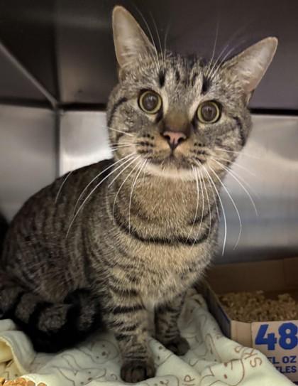 Hickory, Adoptable, Adult Male Domestic Short Hair & Domestic Short Hair.