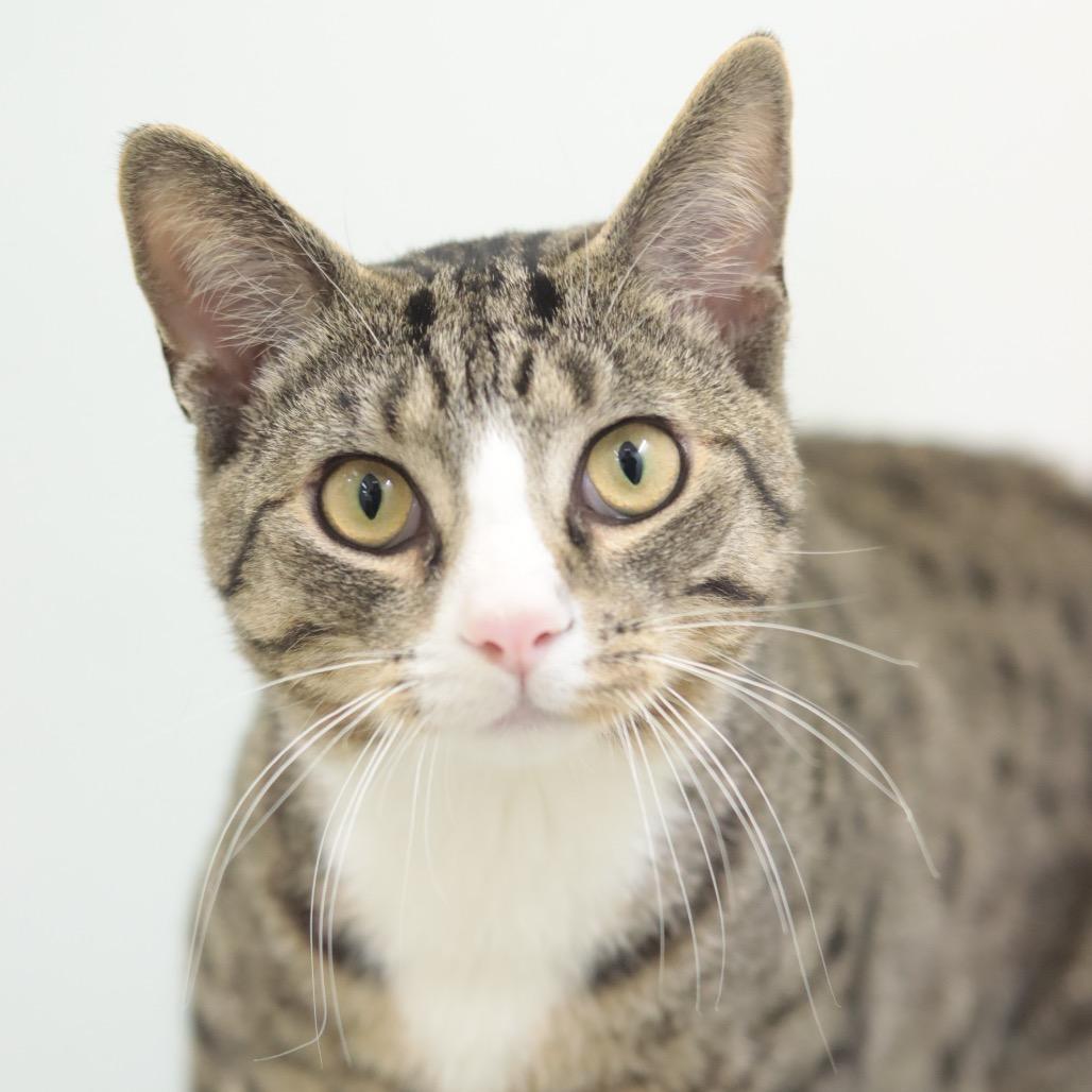 Enlarge Bernie, a Adoptable Domestic Short Hair in Philadelphia, PA image 1/6