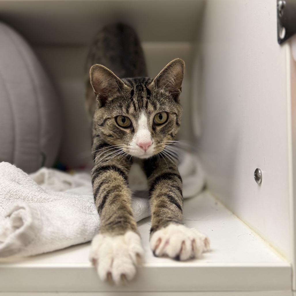 Enlarge Bernie, a Adoptable Domestic Short Hair in Philadelphia, PA image 2/6