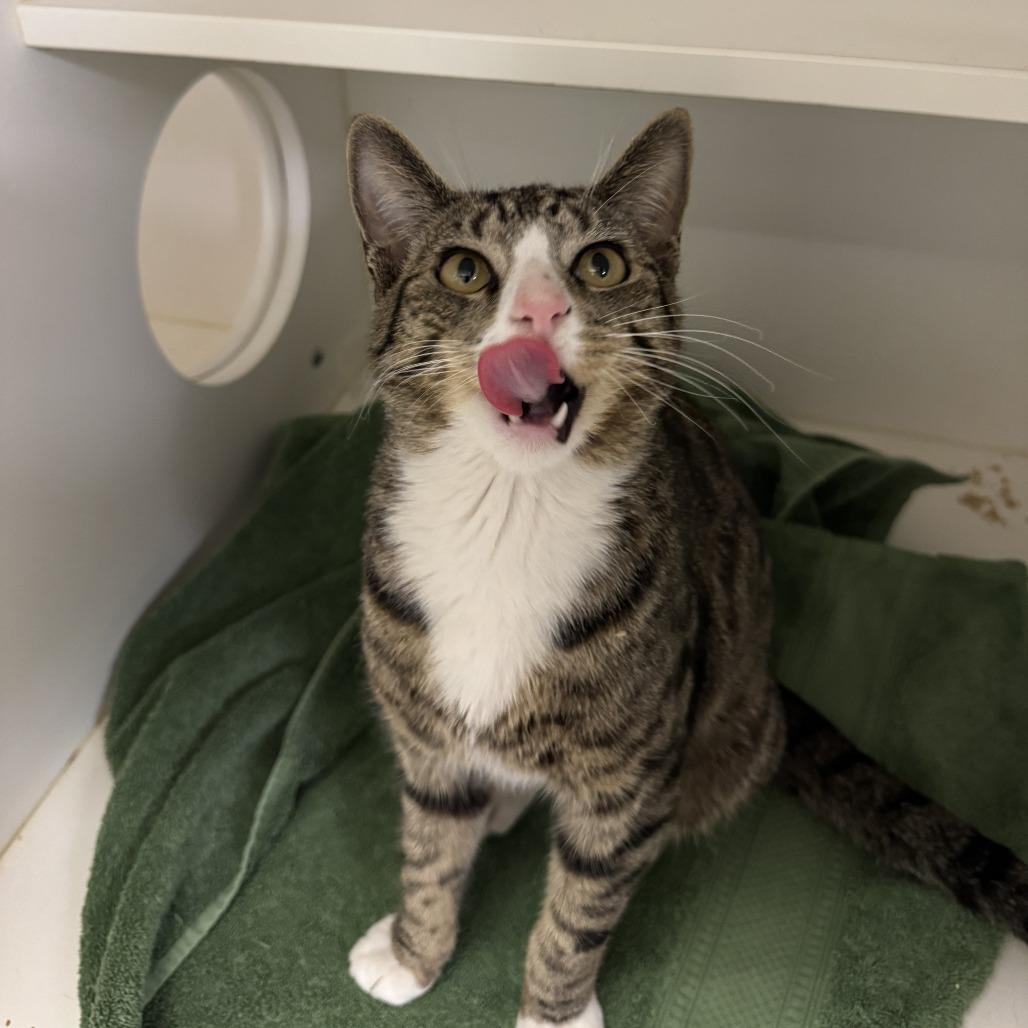 Enlarge Bernie, a Adoptable Domestic Short Hair in Philadelphia, PA image 3/6