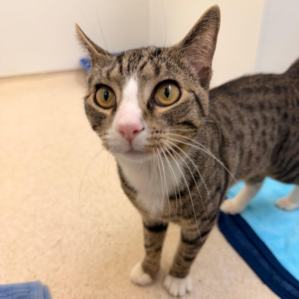 Enlarge Bernie, a Adoptable Domestic Short Hair in Philadelphia, PA image 4/6