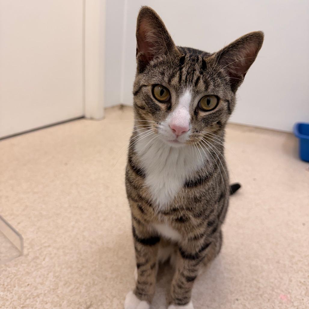 Enlarge Bernie, a Adoptable Domestic Short Hair in Philadelphia, PA image 5/6