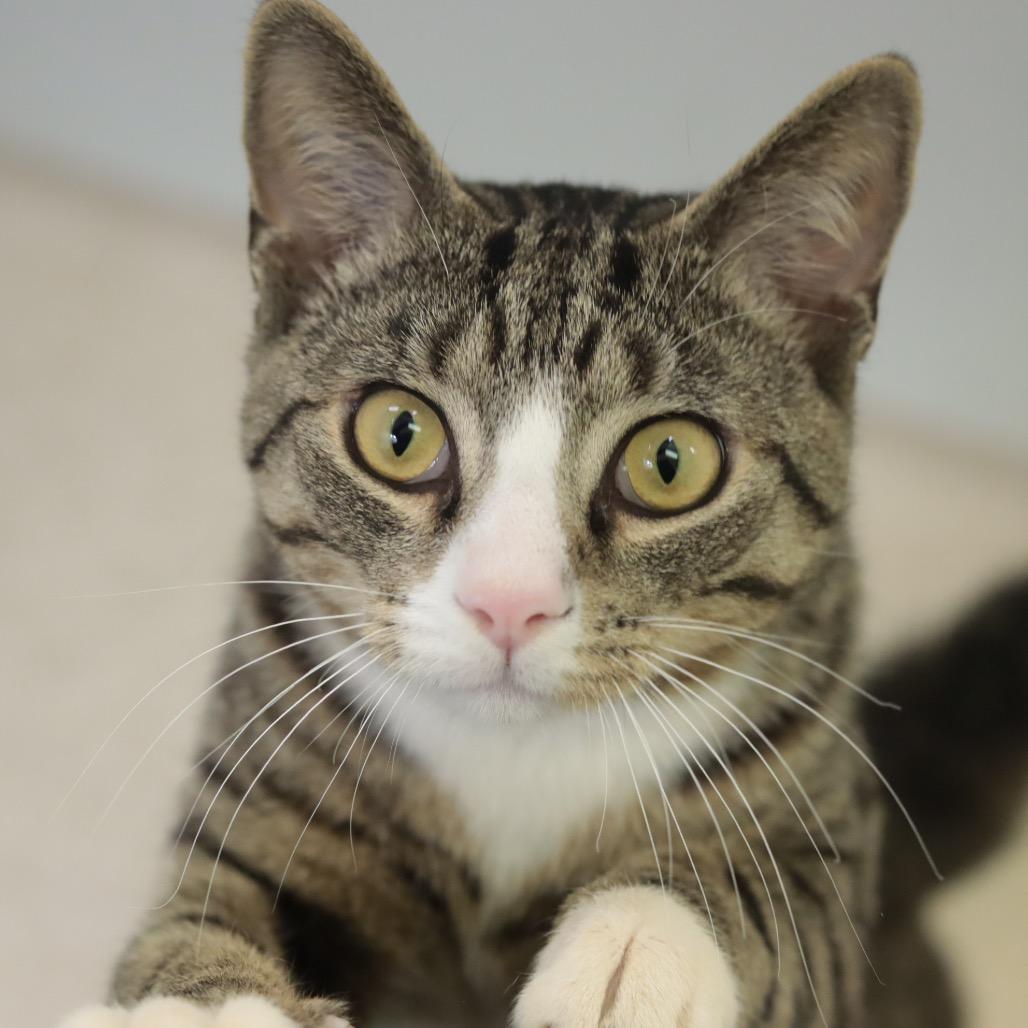 Bernie, a Adoptable Domestic Short Hair in Philadelphia, PA image 5/6