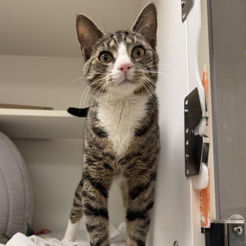 Enlarge Bernie, a Adoptable Domestic Short Hair in Philadelphia, PA image 6/6