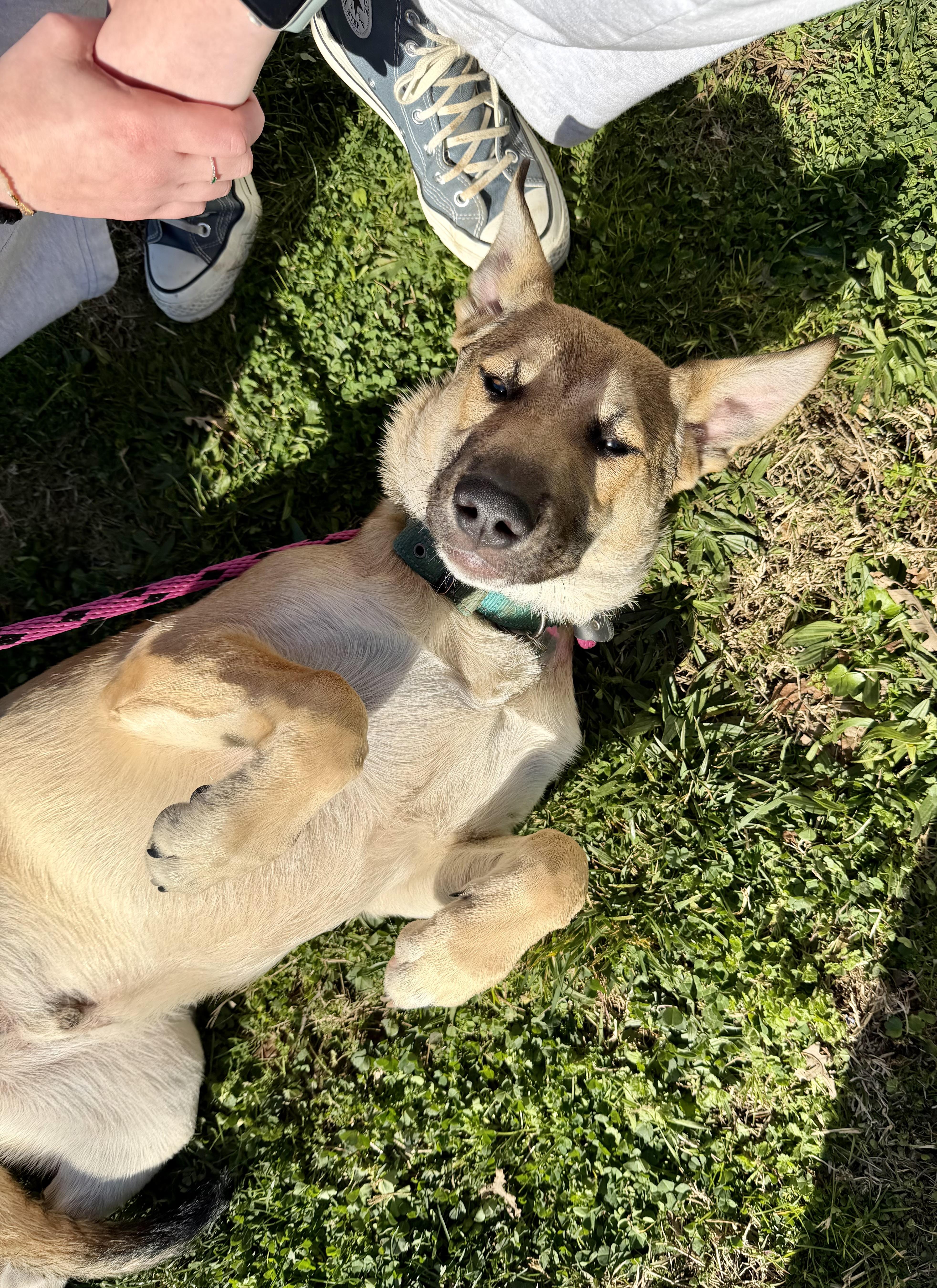Enlarge Lobo 0125, a Adoptable Shepherd in Sonora, CA image 5/6