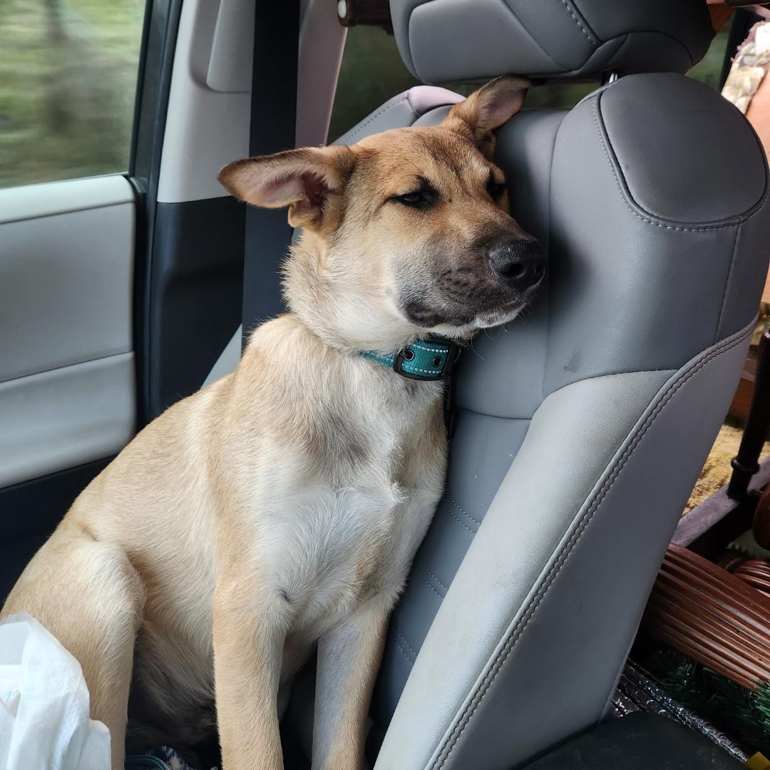 Lobo 0125 — thumbnail 2