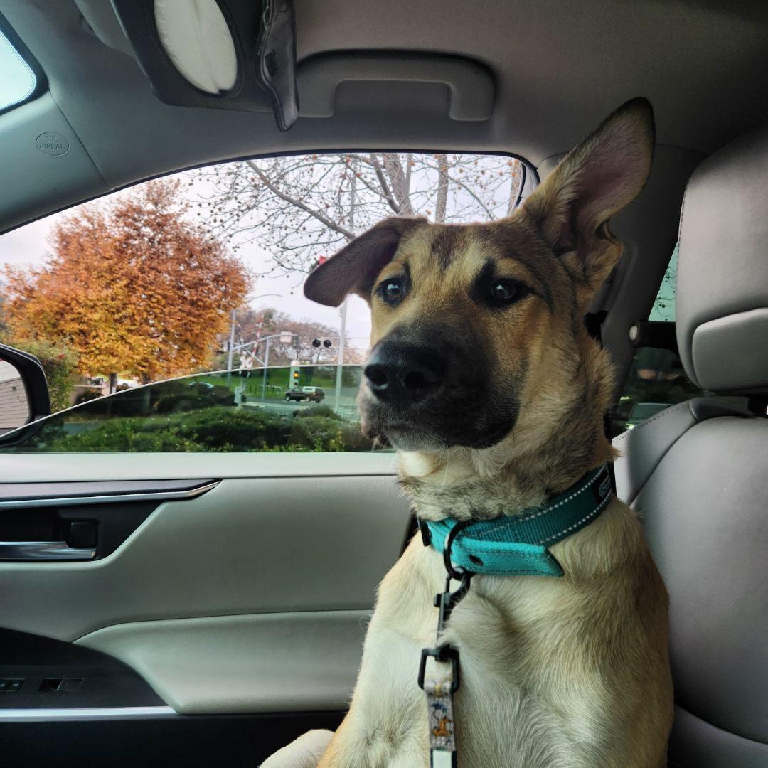 Enlarge Lobo 0125, a Adoptable Shepherd in Sonora, CA image 2/6