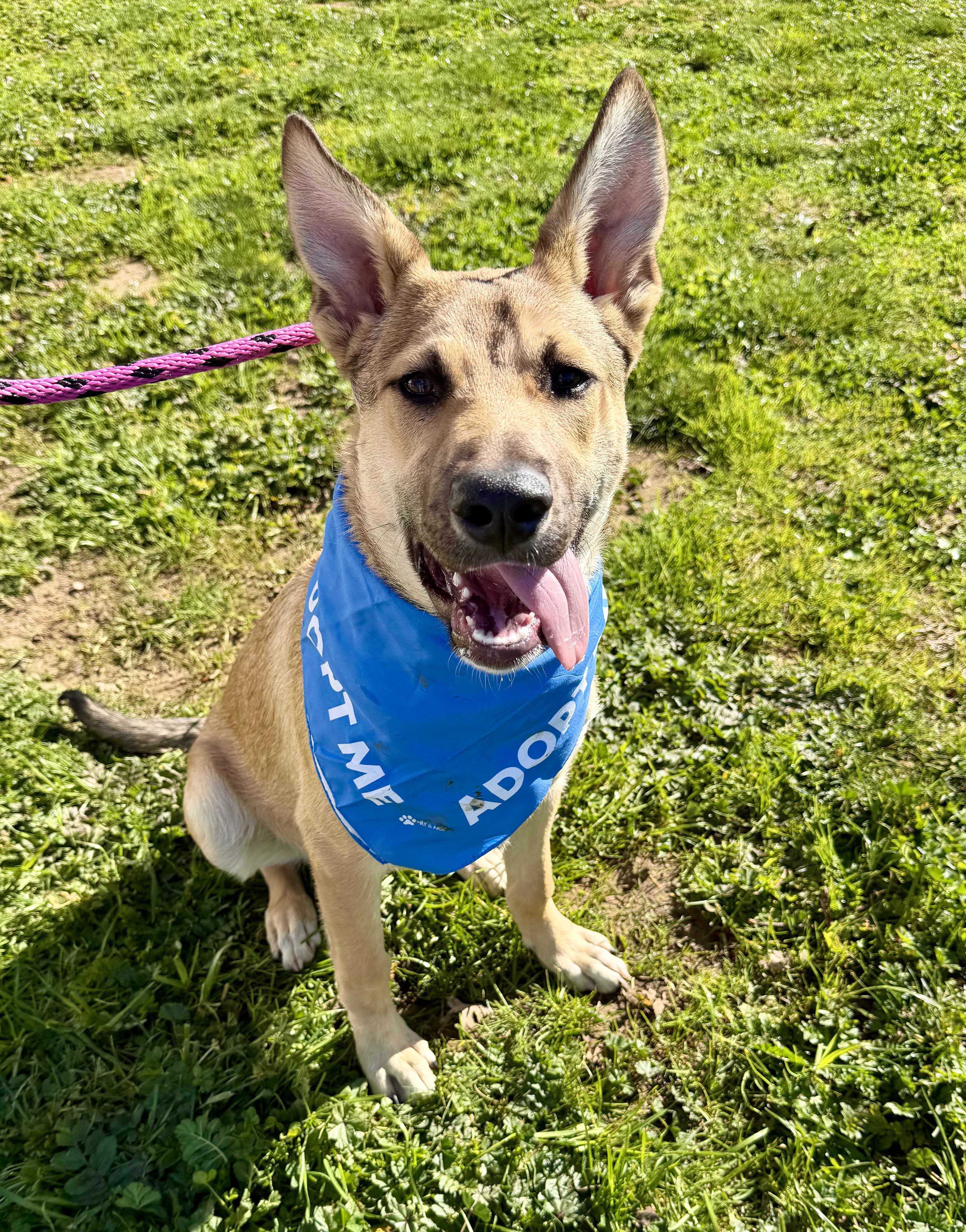 Enlarge Lobo 0125, a Adoptable Shepherd in Sonora, CA image 1/6