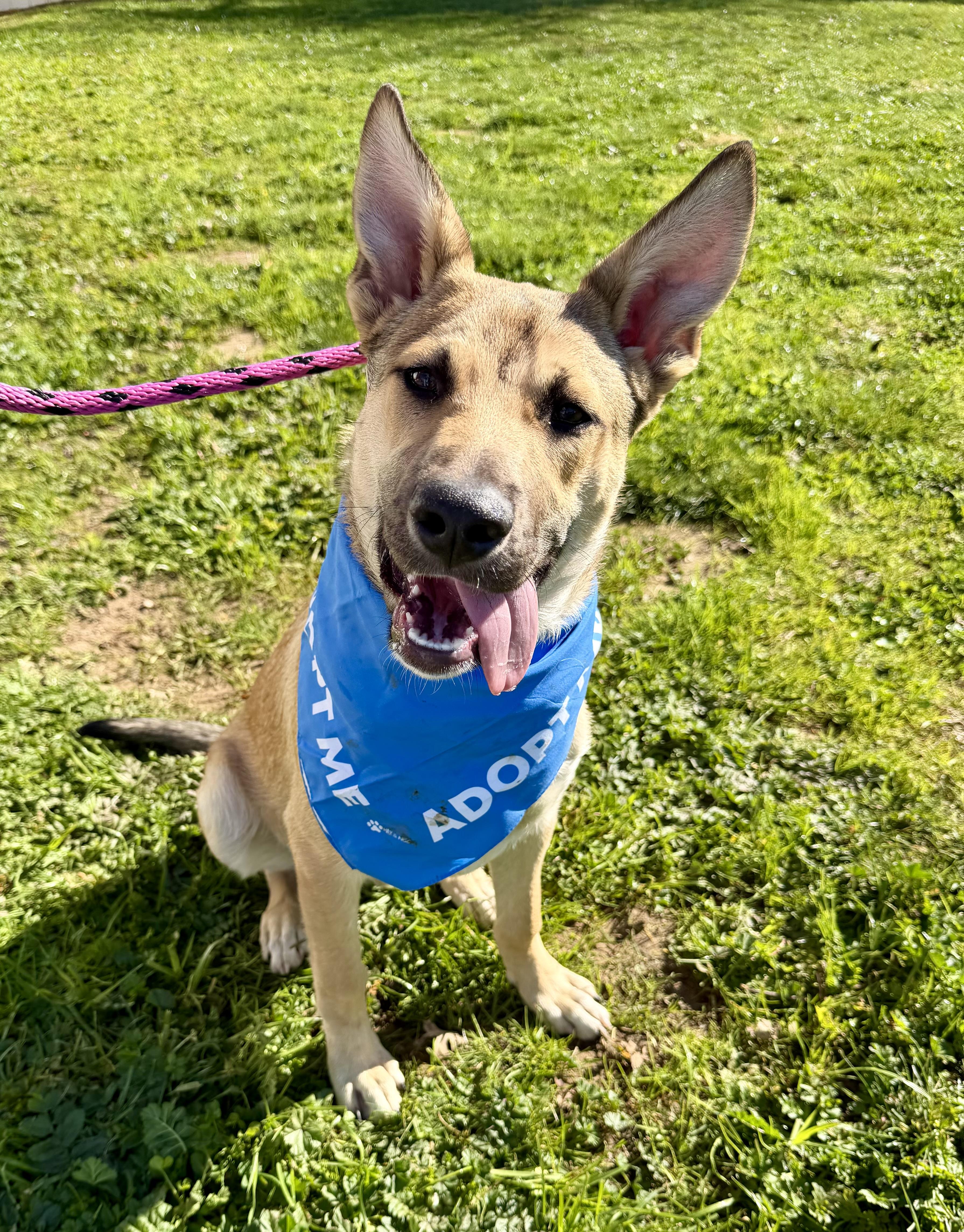 Enlarge Lobo 0125, a Adoptable Shepherd in Sonora, CA image 6/6