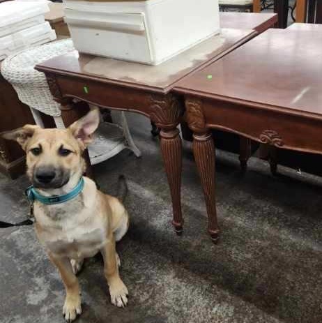 Lobo 0125 — thumbnail 6