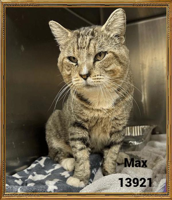 Max (640), Adoptable, Adult Male Domestic Short Hair.