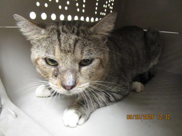 Max (640), a Adoptable mixed breed in Marietta, GA image 2/2