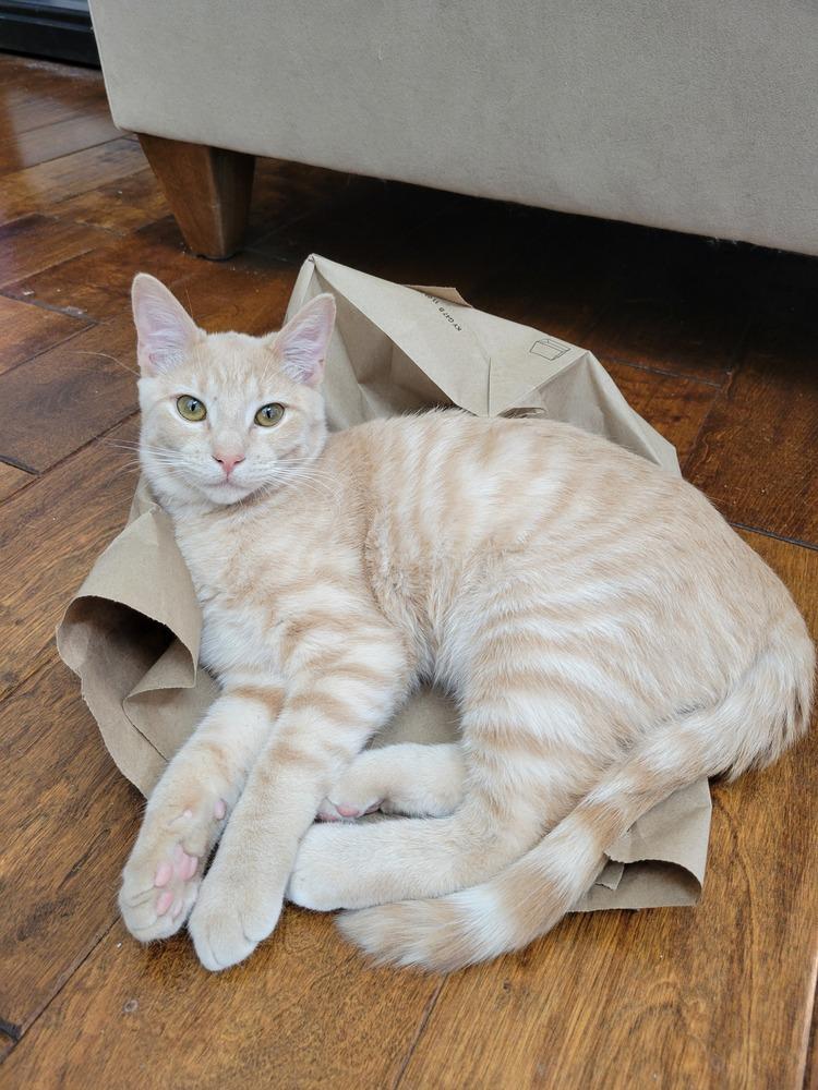 Bennett — thumbnail 4