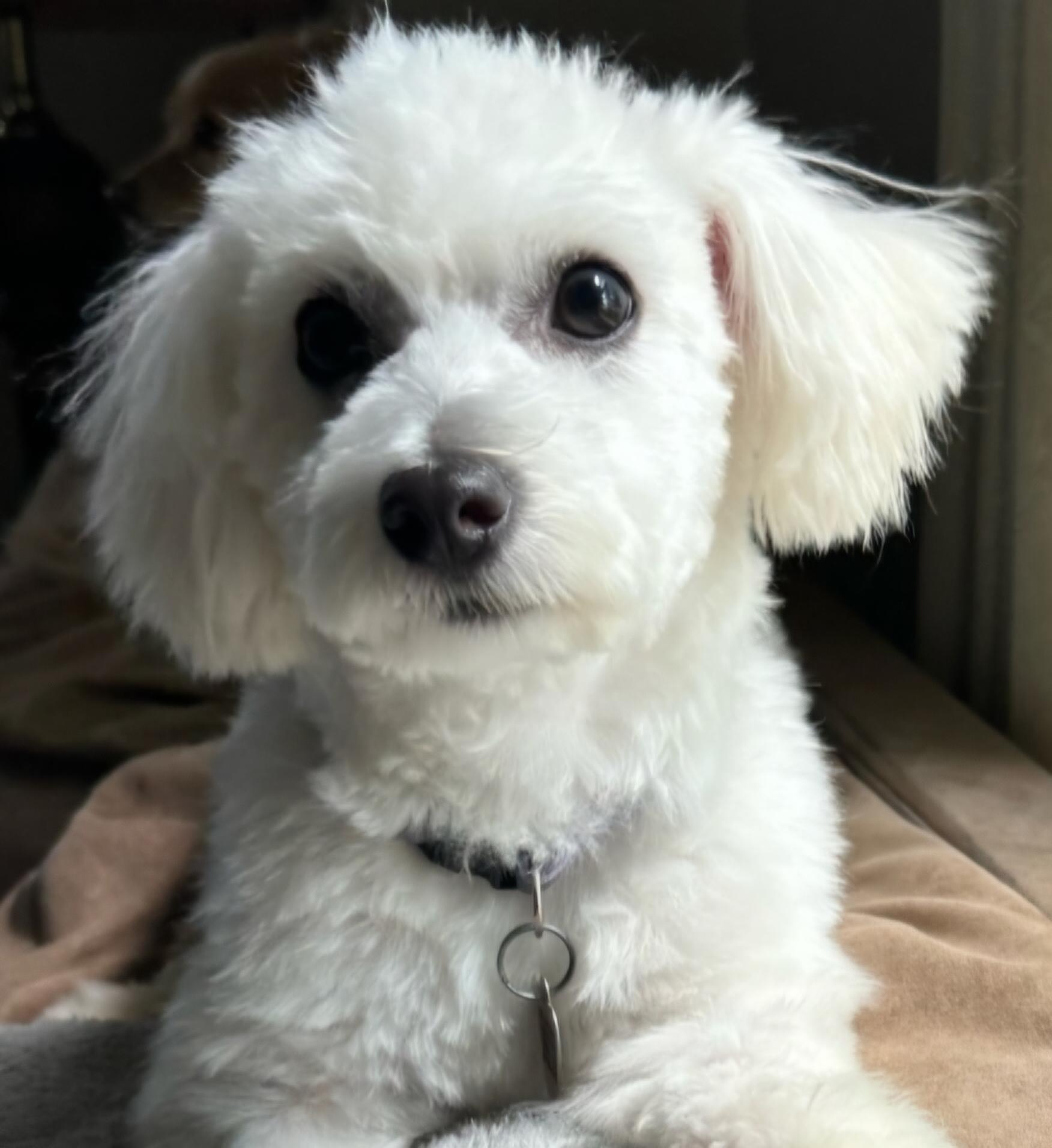 Enlarge Pippi, a ADOPTABLE Maltese in Racine, WI image 1/1