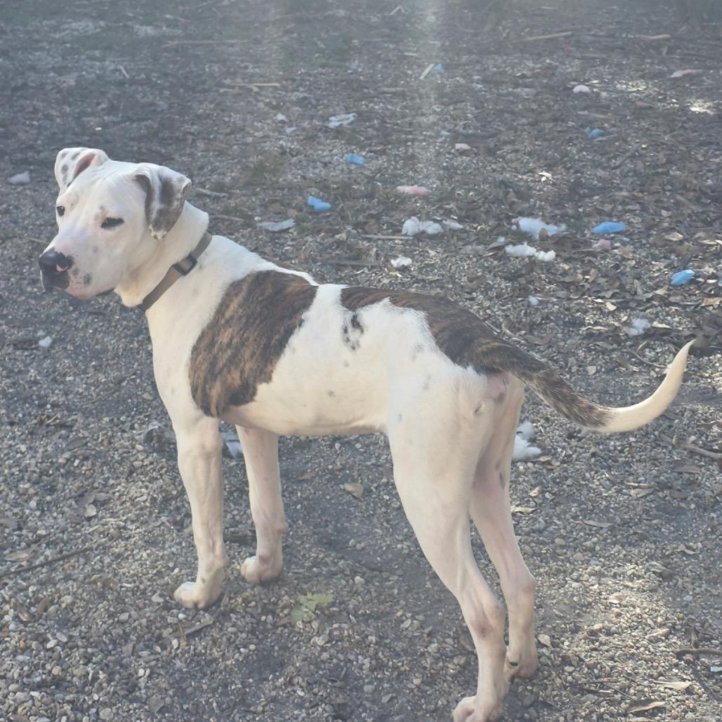 Coal — thumbnail 5