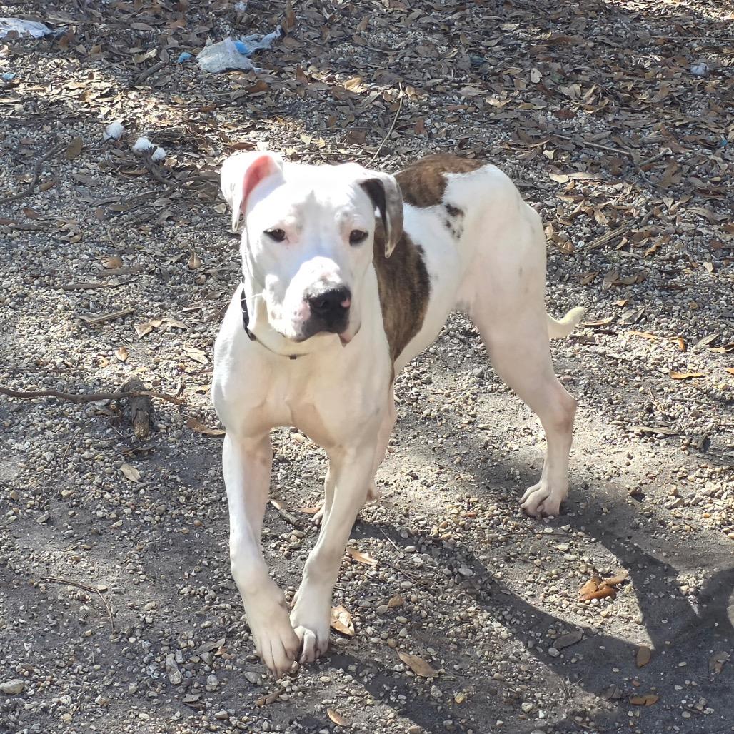 Coal — thumbnail 6