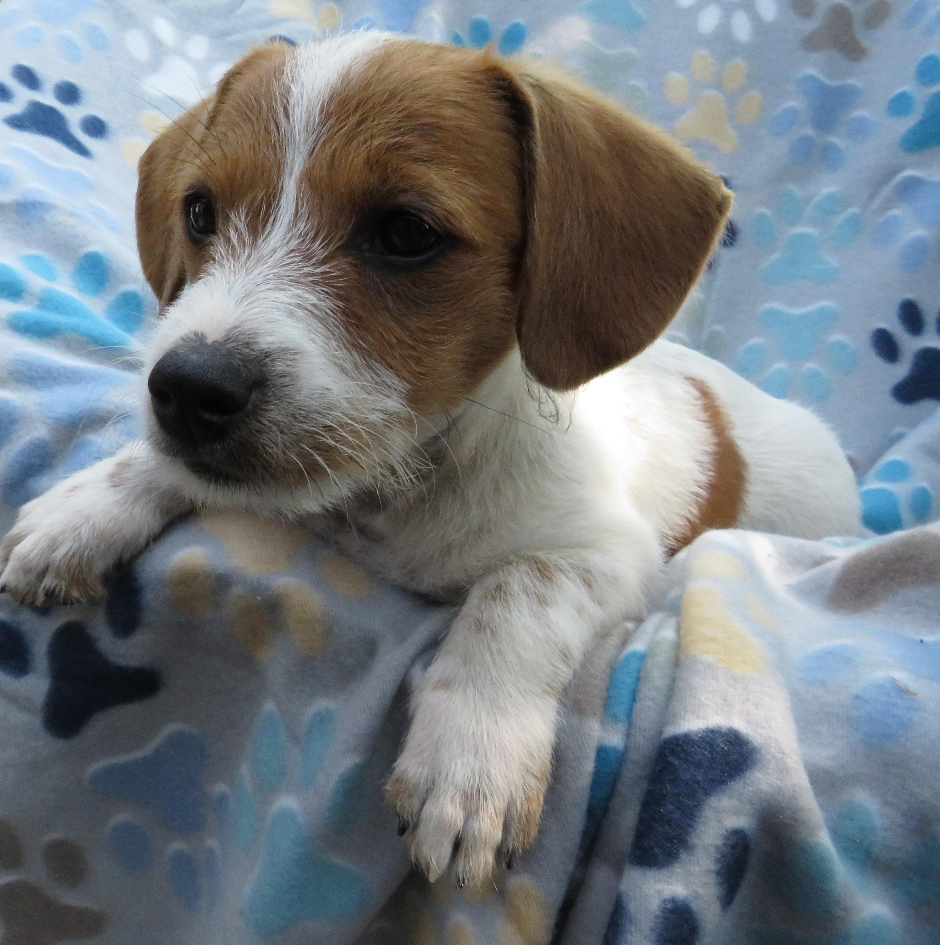 Jack