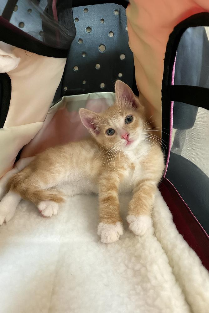 Loyd, Adoptable, Kitten Male Domestic Medium Hair.