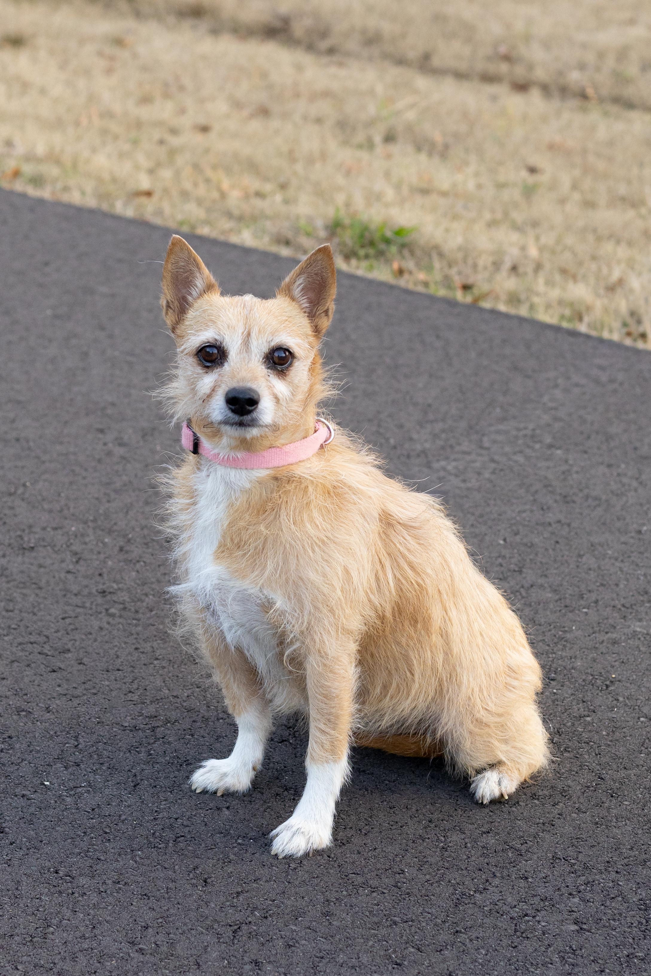 Prissy-active & loyal! , ADOPTABLE, Senior Female Terrier & Chihuahua.