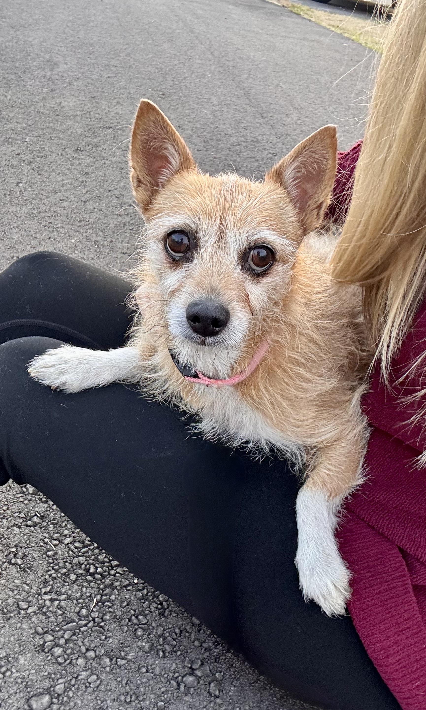 Enlarge Prissy-active & loyal! , a ADOPTABLE mixed breed in Alabaster, AL image 2/4