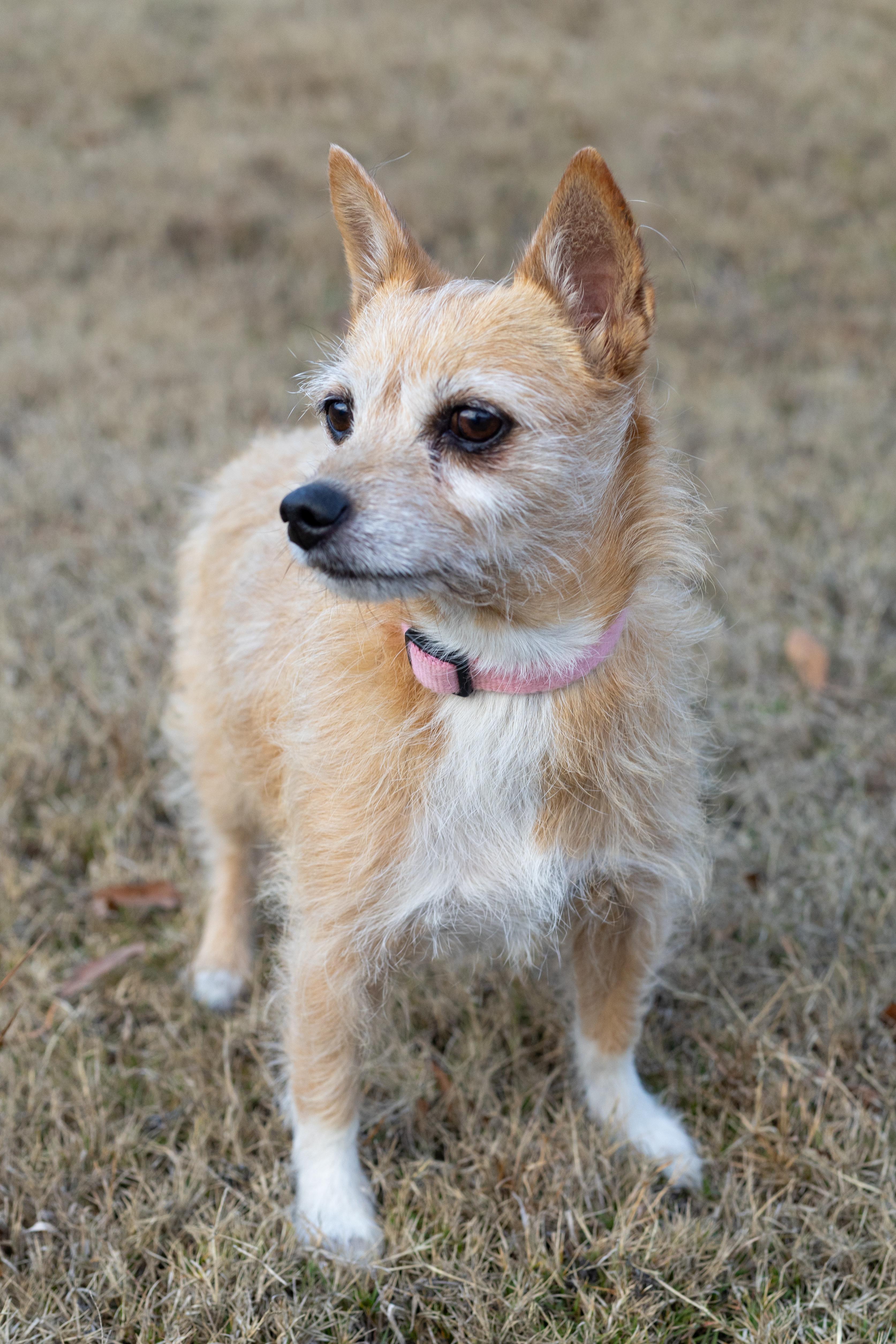 Enlarge Prissy-active & loyal! , a ADOPTABLE mixed breed in Alabaster, AL image 3/4