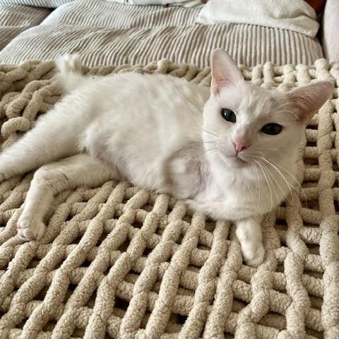 Enlarge Circe Delmonte Gladstone * Tri pod, a Adoptable Domestic Short Hair in Denver, CO image 6/6