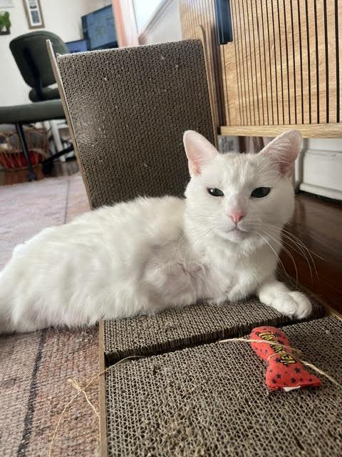 Enlarge Circe Delmonte Gladstone * Tri pod, a Adoptable Domestic Short Hair in Denver, CO image 5/6