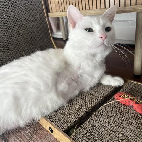 Enlarge Circe Delmonte Gladstone * Tri pod, a Adoptable Domestic Short Hair in Denver, CO image 4/6