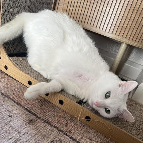 Enlarge Circe Delmonte Gladstone * Tri pod, a Adoptable Domestic Short Hair in Denver, CO image 3/6