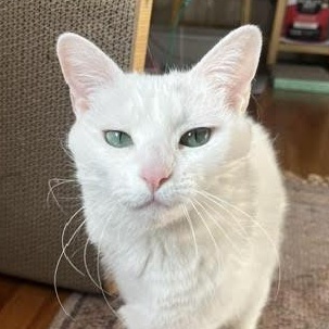 Circe Delmonte Gladstone * Tri pod, Adoptable, Young Female Domestic Short Hair.