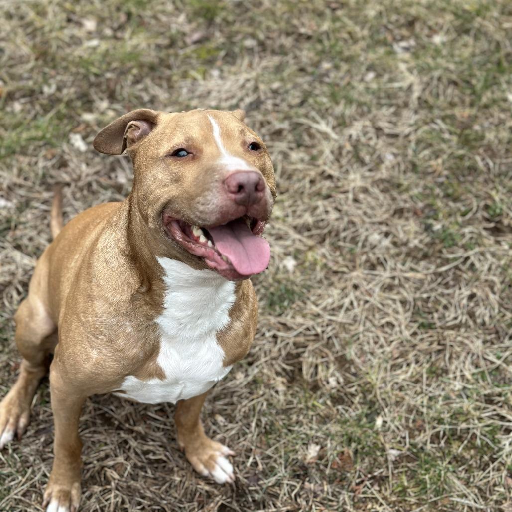 Papa Elf thumbnail 2