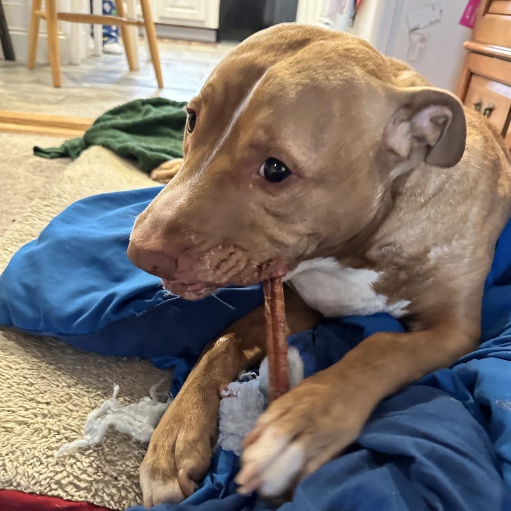 Papa Elf thumbnail 3