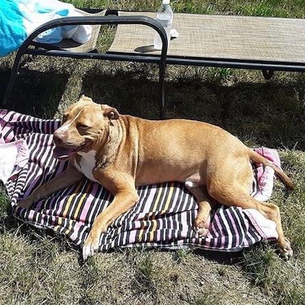 Papa Elf thumbnail 5