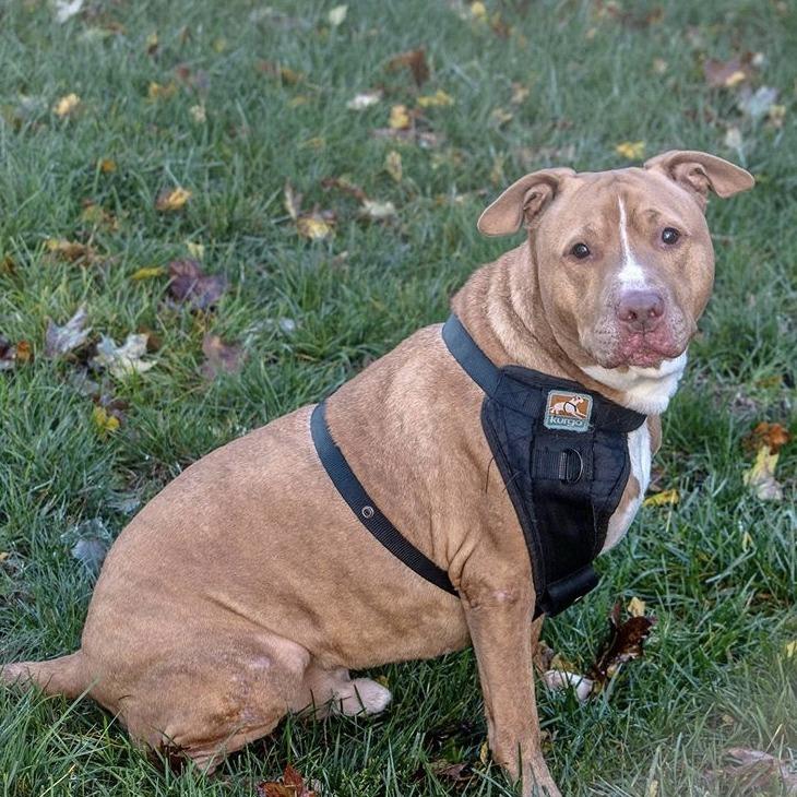 Papa Elf thumbnail 6