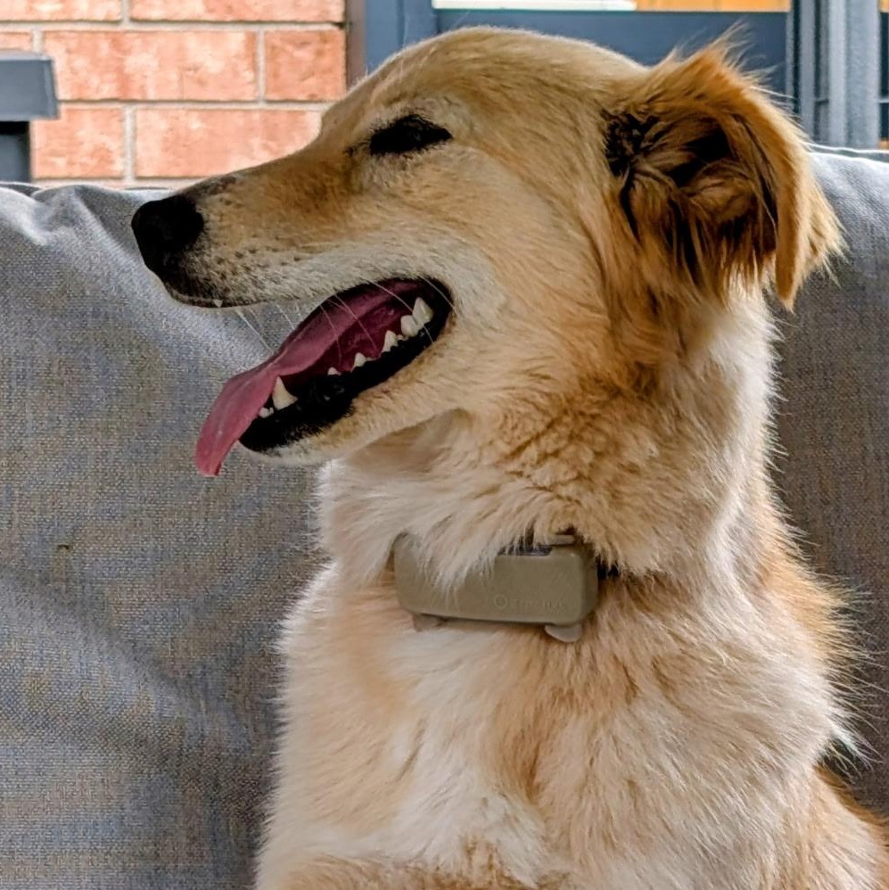 Enlarge Puffy, a ADOPTABLE mixed breed in Scarborough, ON image 2/6