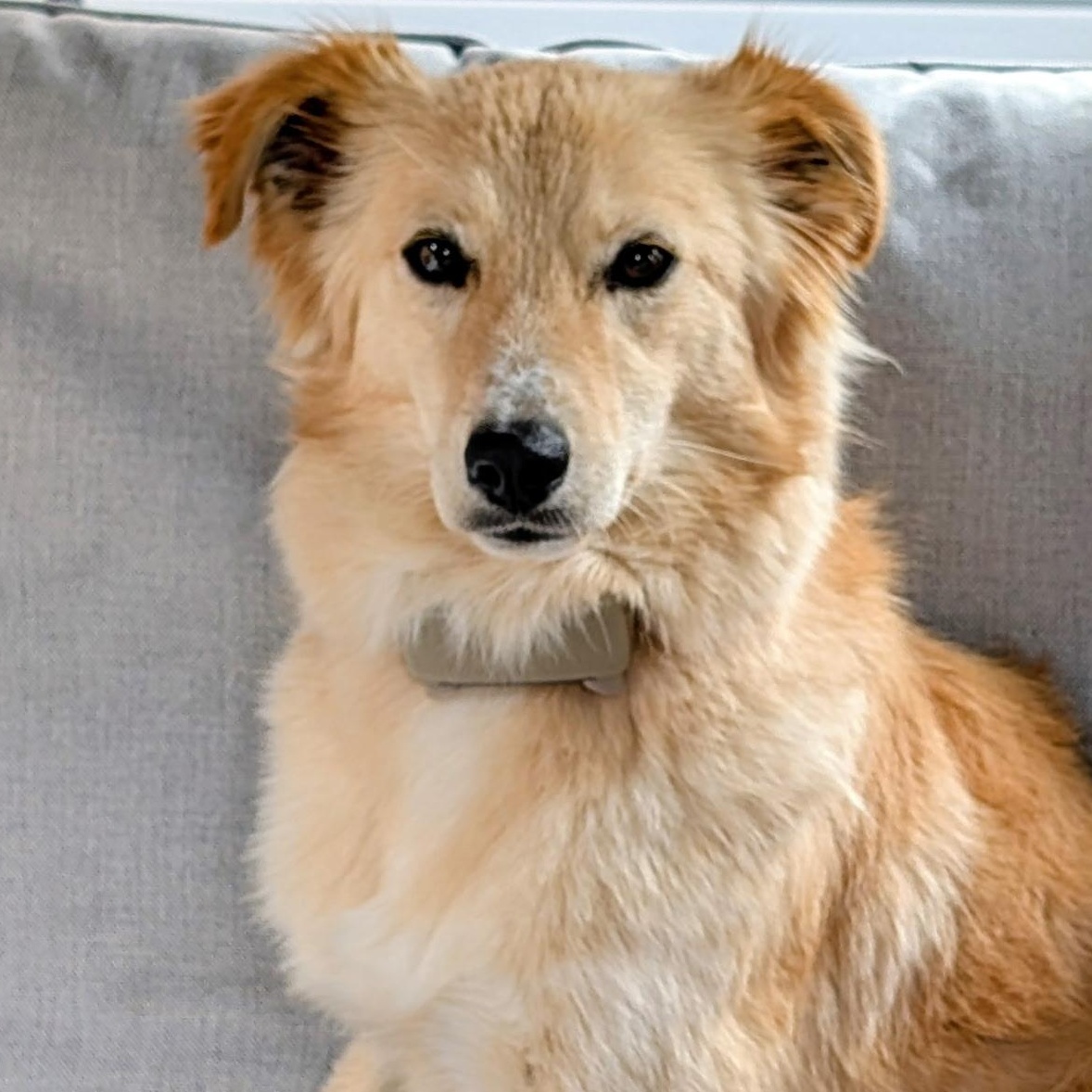 Enlarge Puffy, a ADOPTABLE mixed breed in Scarborough, ON image 6/6
