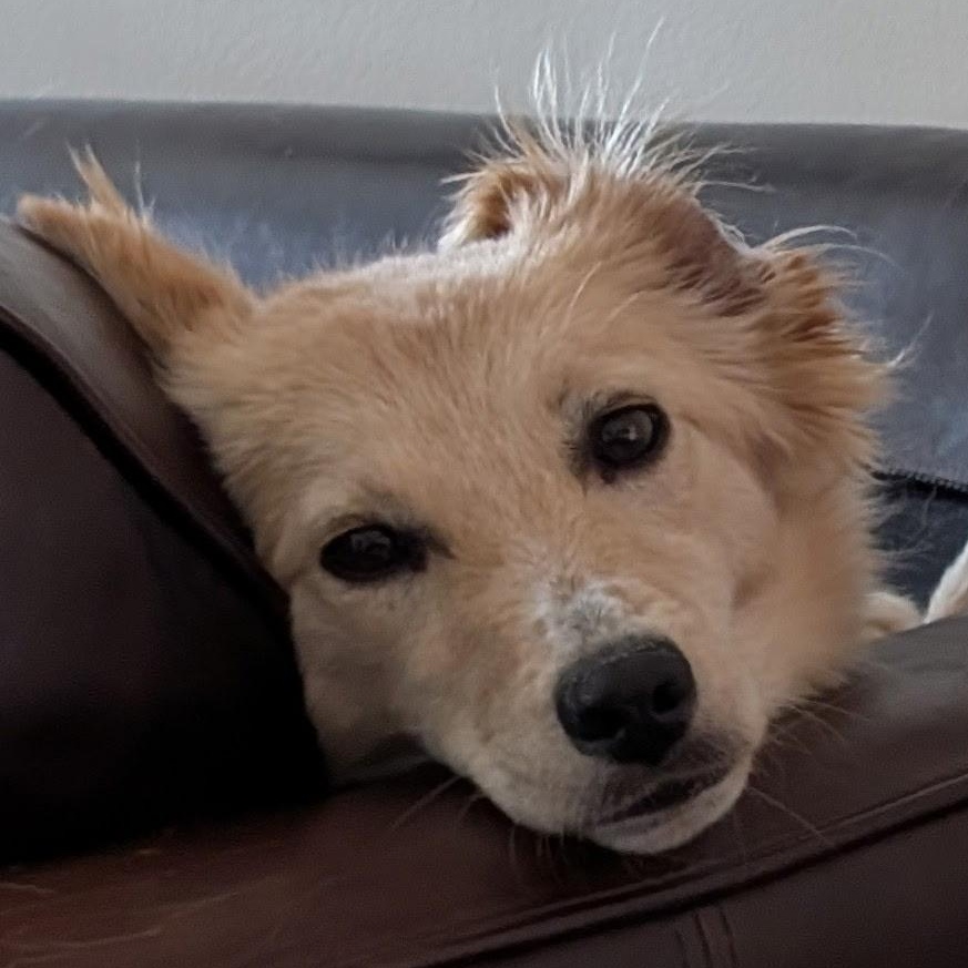 Puffy, ADOPTABLE, Adult Male Golden Retriever.