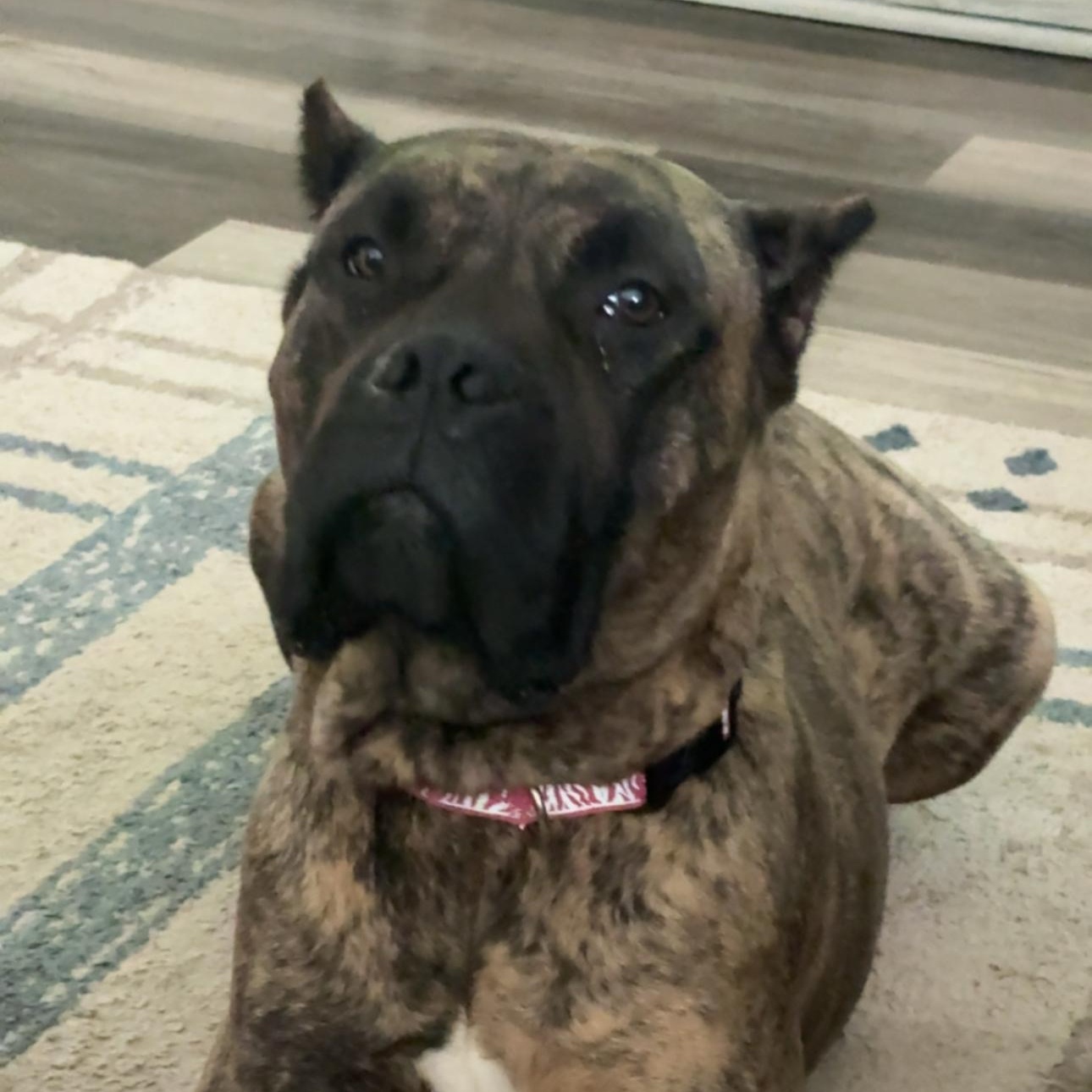 Enlarge Zoe, a ADOPTABLE Presa Canario in Wilmington, IL image 2/2