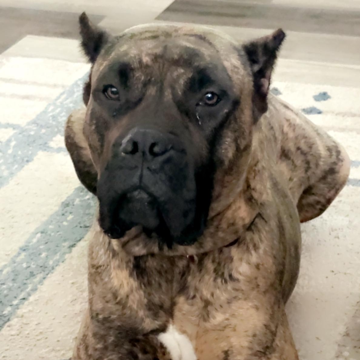 Zoe, ADOPTABLE, Young Female Presa Canario.